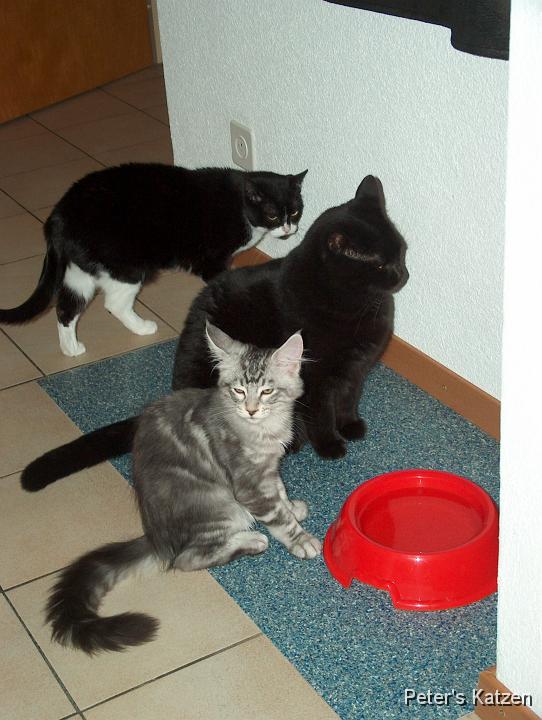 HPIM6267.JPG - Luna, Max & Moritz